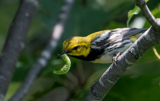 Black-throated green warbler with a caterpillar (AdobeStock)