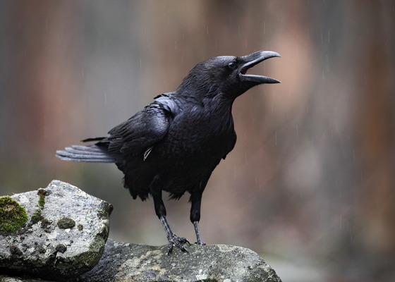 Common raven, an uncommon bird (Adobe Stock)