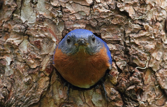 Bluebird in an "old-school" nest -- a tree cavity, unlike the strange nest sites some choose (Adobe Stock)