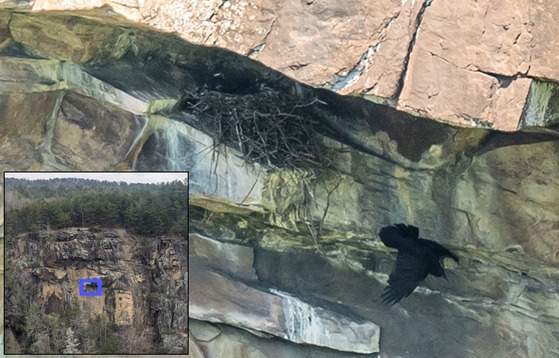 An adult raven leaves the nest, tucked under a ledge; inset; nest locator on the gorge wall (main: Austin Suhr/DNR; inset: Liz Morata/DNR)