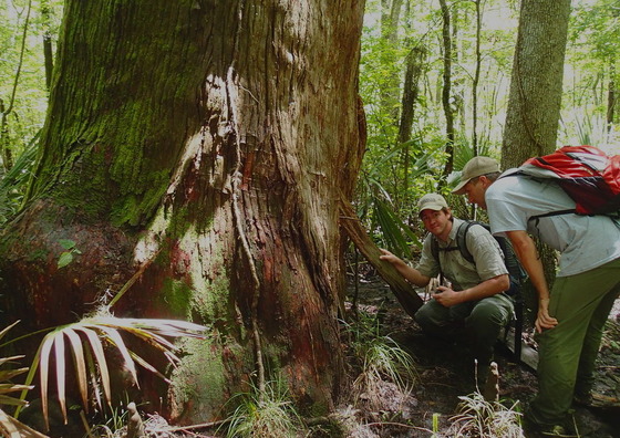 Jason Lee and former DNR biologist Jacob Thompson by ancient bald cypress on Lewis Island (Carolyn Davis/NPS)