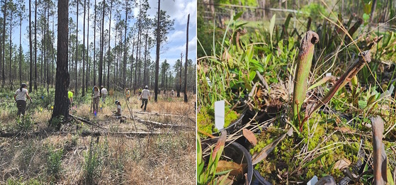 Biologists and volunteers plant rescued pitcherplants in a restored Alapaha WMA wetland (DNR)