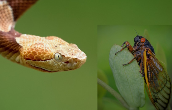 A copperhead-cicada connection? Not so much. (Adobe Stock)