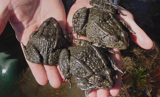 Rare gopher frogs, one of 640 species of conservation concern in Georgia's Wildlife Action plan (Dirk J. Stevenson)