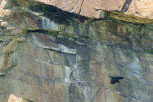 Ravens at Tallulah Gorge State Park