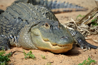 alligator