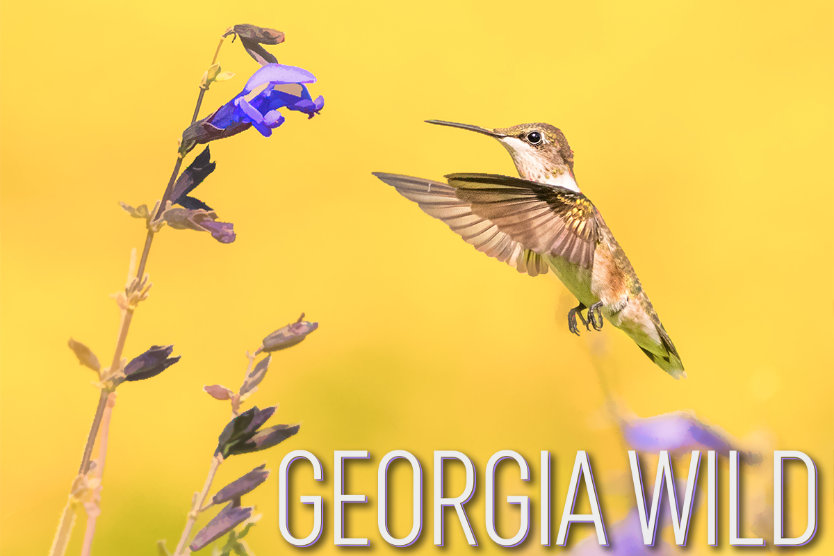 Georgia Wild masthead: female ruby-throated hummingbird foraging (Jenny Burdette/GNPA)