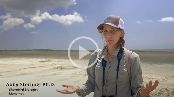 Manomet's Abby Sterling discusses protecting birds on Georgia beaches (The Current)