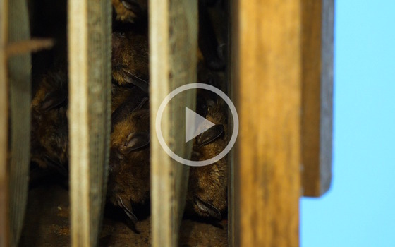 Bats in a bat house (DNR)