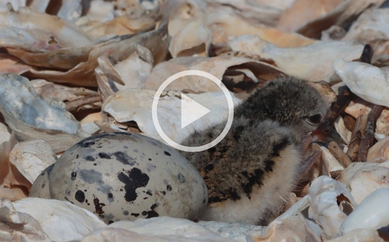 Hatched American oystercatcher chick among unhatched eggs (Tim Keyes/DNR)