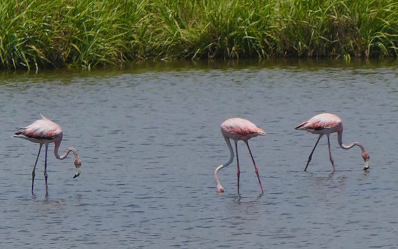 American flamingos filter feeding on Little St. Simons Monday (Linda May/DNR)