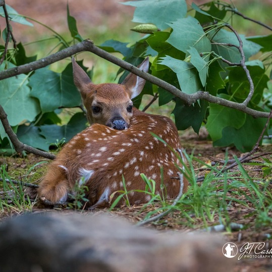 Fawn by @jtcashphoto