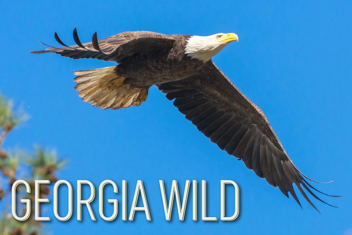 Georgia Wild masthead: bald eagle flying (Tom Wilson/Georgia Nature Photographers Association)