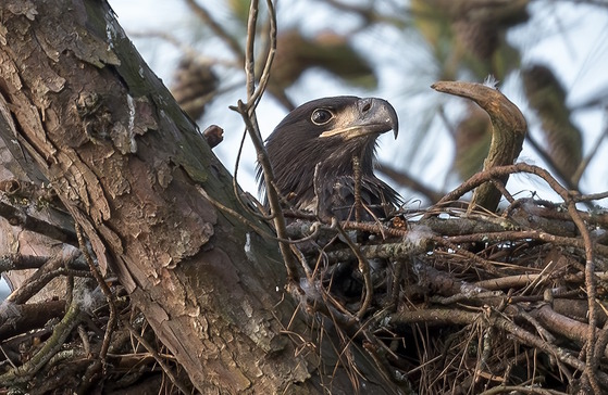 Juvenile bald eagle at a north Georgia nest included in this year's survey (Becky Cover)
