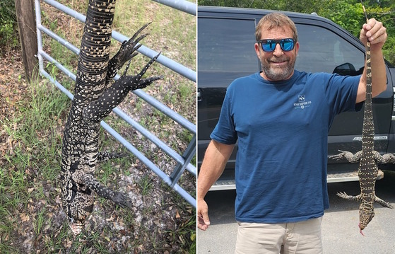 Recent tegus taken, left, near I.S. Smith Road by Seth Edwards' crew and by Zack Bowen on Ga. 147 (Special to DNR)