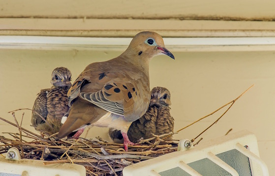 Dove nest on outdoor lights (Adobe Stock)