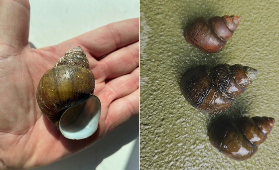 Japanese mystery snails (Jim Page/left; Matthew Rowe/right/DNR)