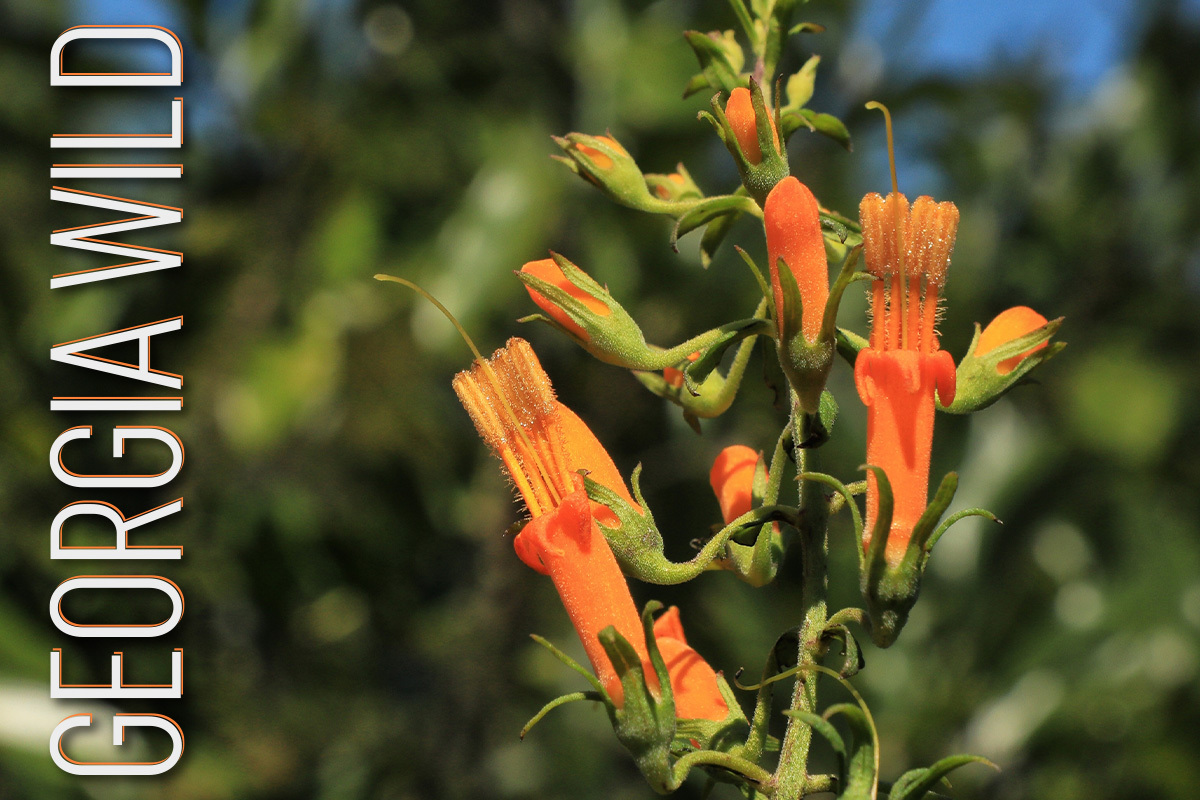 Georgia Wild masthead: flame flower (Alan Cressler)