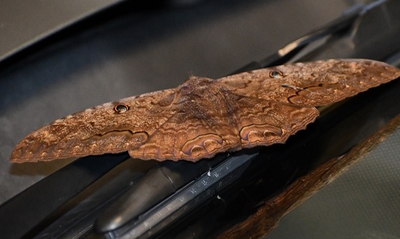 A black witch moth in Monroe County (Terry W. Johnson)