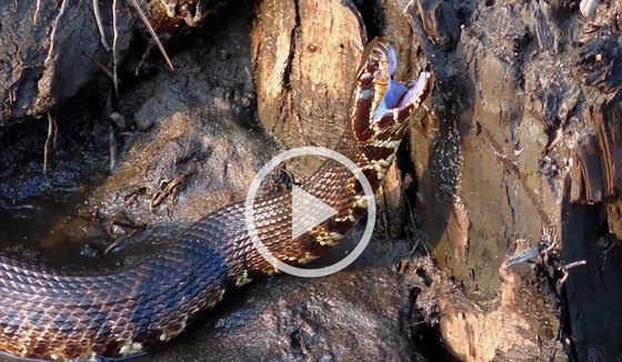 Cottonmouth in "Magnificent Beings" documentary by Rob Tiffin