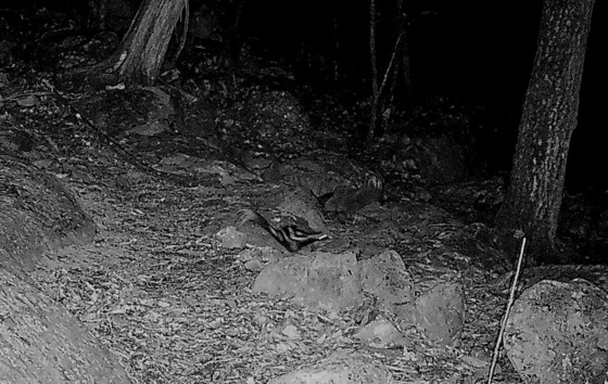 Eastern spotted skunk in Walker County (Austin Bradford/Special to DNR)