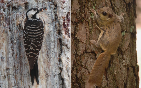 Red-cockaded woodpecker and a southern flying squirrel (Josiah Lavender/DNR, Todd Schneider/DNR)