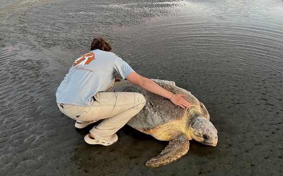 DNR sea turtle tech Emma Watson measures dawn-nesting loggerhead on Ossabaw (Mark Dodd/DNR)