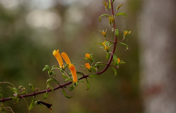 Flame flower in bloom (Pierre Howard)