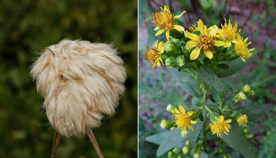 Tawny cottongrass (left), Porter's goldenrod (Alan Cressler/cottongrass; goldenrod/Special to DNR)