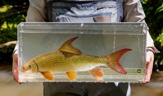 DNR staff with a sicklefin redhorse (Hill Henry/TVA)