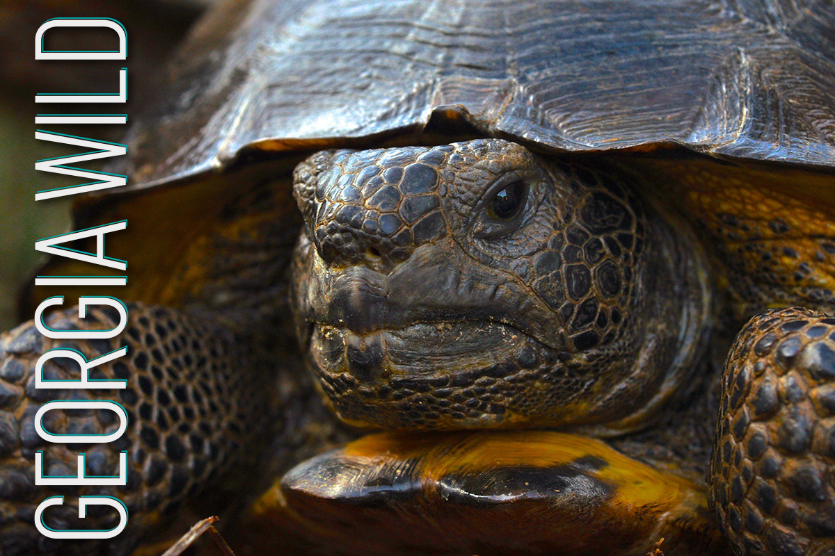 Georgia Wild masthed: gopher tortoise (Mark Krist)