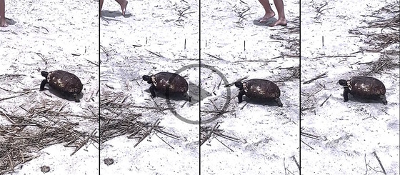 Video screenshots of gopher tortoise on St. Simons beach (Ben Rountree/special to DNR)