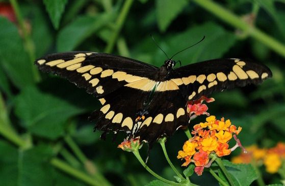 Giant swallowtail (Terry W. Johnson)