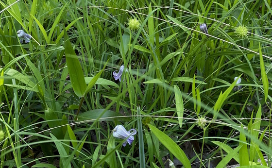 Alabama leatherflower in Floyd County (Carlee Steppe/DNR)