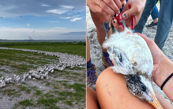 Herding a creche of chicks and one being banded (Tim Keyes, Ellie Kania/DNR)