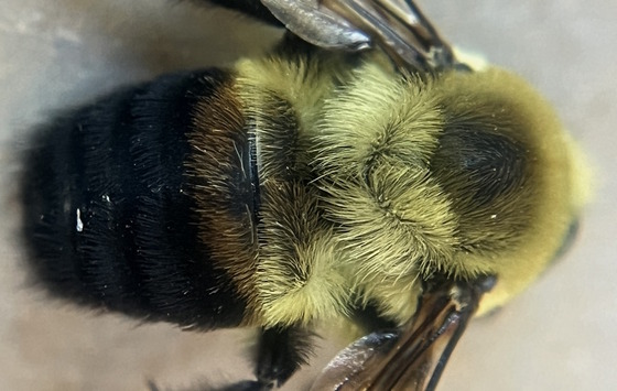 Brown-belted bumble bee (Amaad Blades/DNR)