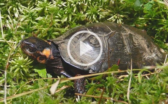 Bog turtle (DNR)