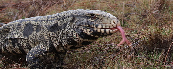 Argentine black and white tegu (Dustin Smith)