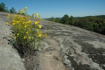 Panola Mountain State Park