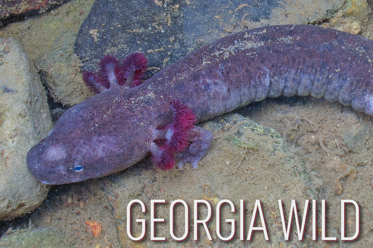 Georgia Wild masthead: mudpuppy (Alan Cressler)