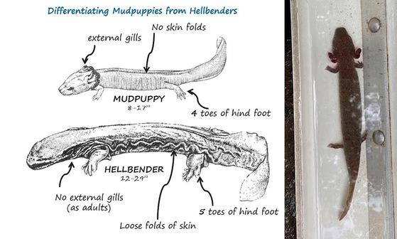 One of the Blairsville mudpups (right) and how to tell waterdogs from hellbenders (Thomas Floyd/DNR) 