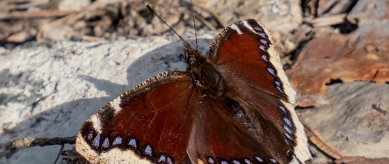 Mourning cloak butterfly (Adobe Stock)