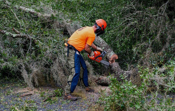 Clearing a downed tree on a south Georgia roadway (DNR)