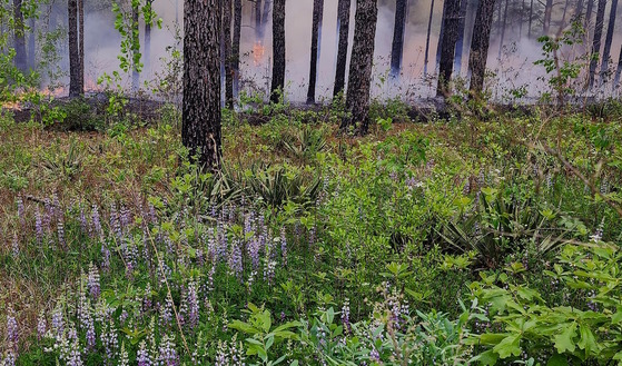 Growing season burn on Sandhills WMA: West in middle Georgia (Hal Massie/DNR)