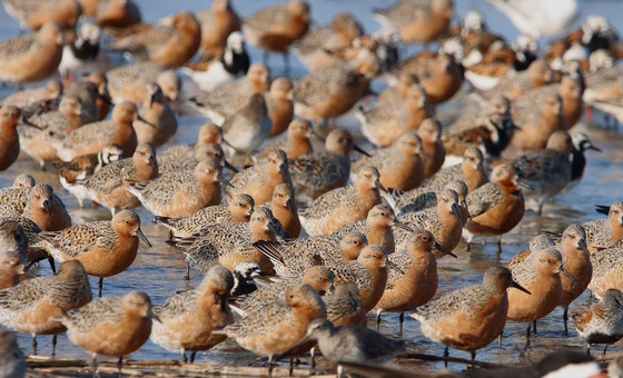 Red knots on Georgia's Ogeechee Bar in spring (Fletcher Smith/DNR)