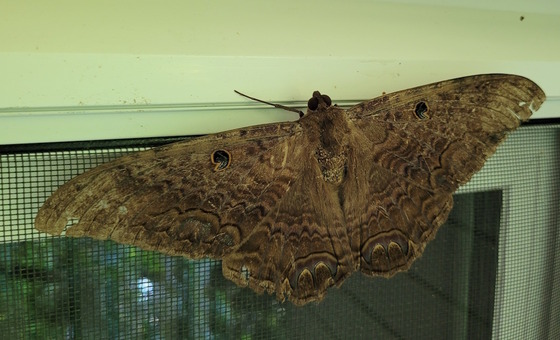 Black witch moth in late July near Lilburn (Rick Krause)