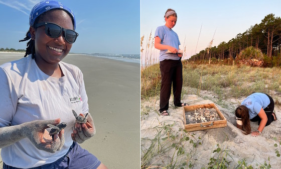 DNR sea turtle staff check hatchlings, inventory loggerhead nest (DNR)