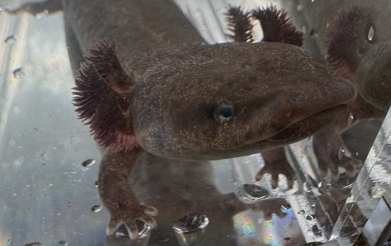 One of the mudpuppies caught and released near Blairsville (Tyler Troxel/DNR)