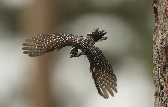 GaWild masthead: red-cockaded woodpecker (Martjan Lammertink/USFS)