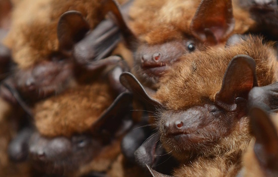 Big brown bats roosting (Pete Pattavina/USFWS)